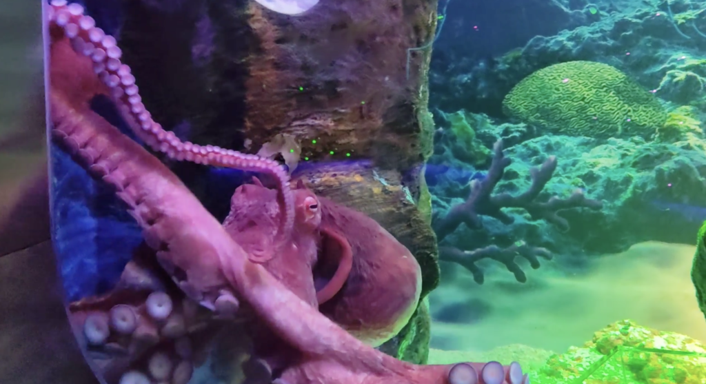 giant-red-octopus-aquaria-klcc